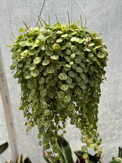 String Of Turtles (Peperomia Prostrata)