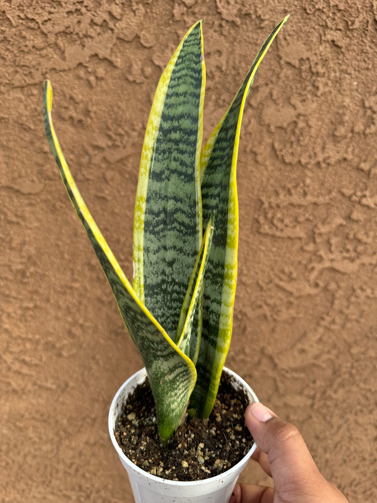 Snake Plant 'Laurentii'