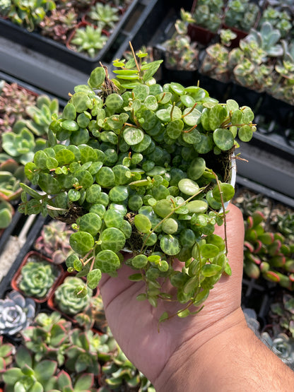 String Of Turtles (Peperomia Prostrata)