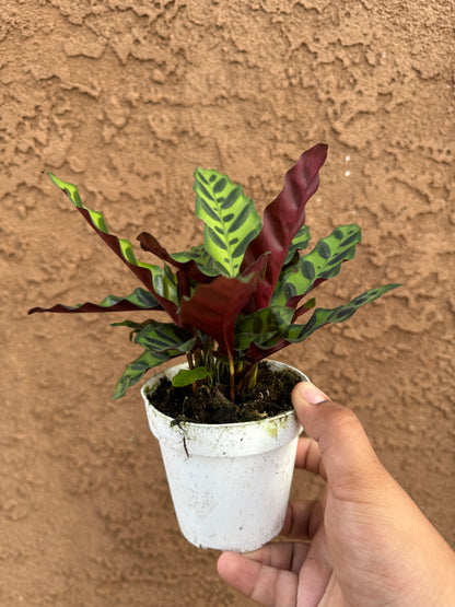 Rattlesnake Calathea (Calathea Lancifolia)