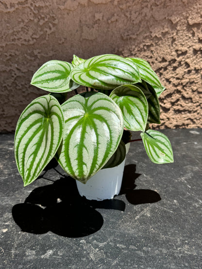 Peperomia Watermelon (Peperomia argyreia)