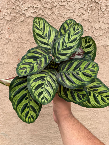 Peacock Calathea 4” (Calathea Makoyana)