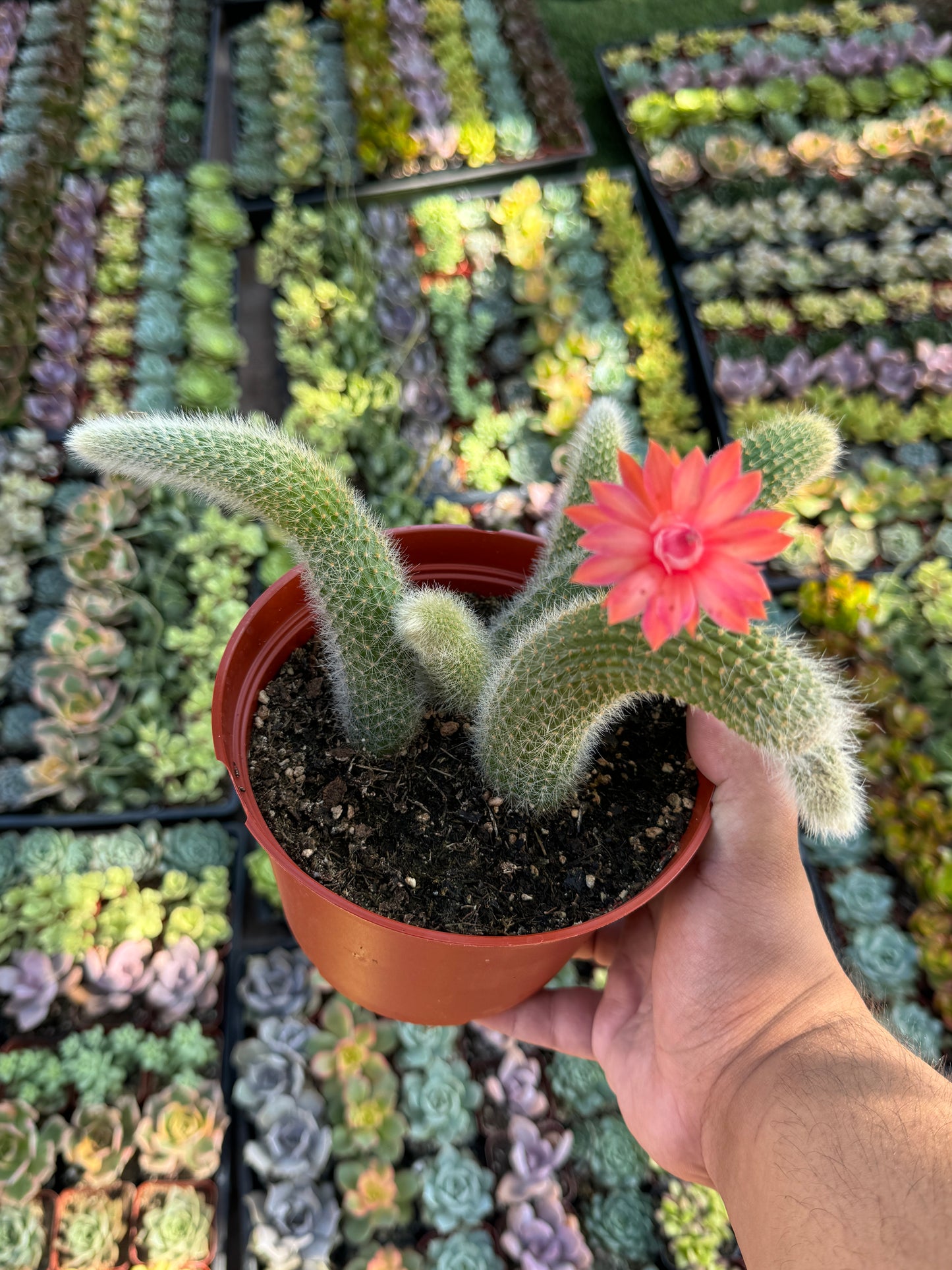 Monkey Tail Cactus (Soft Cactus)