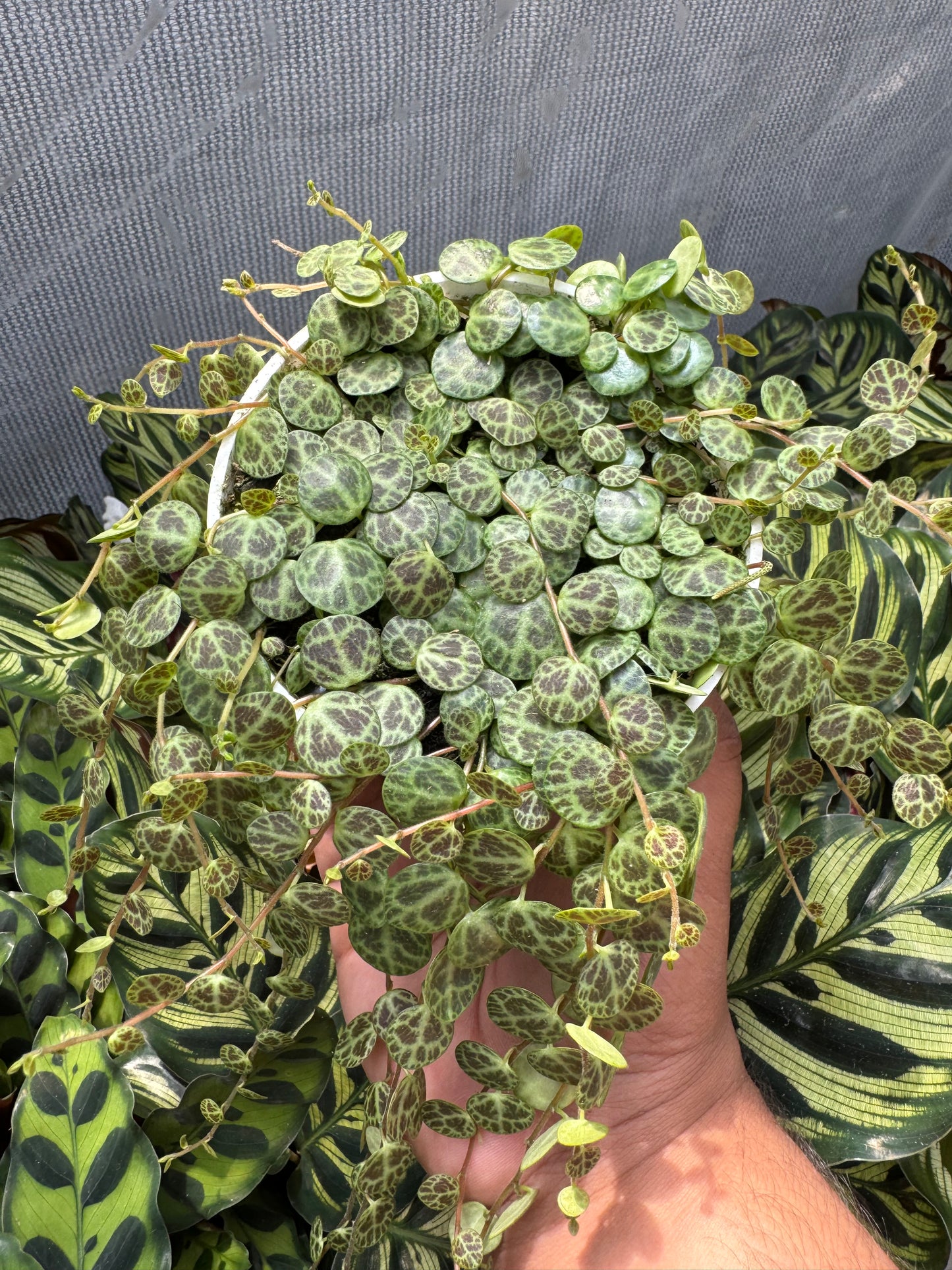 String Of Turtles (Peperomia Prostrata)