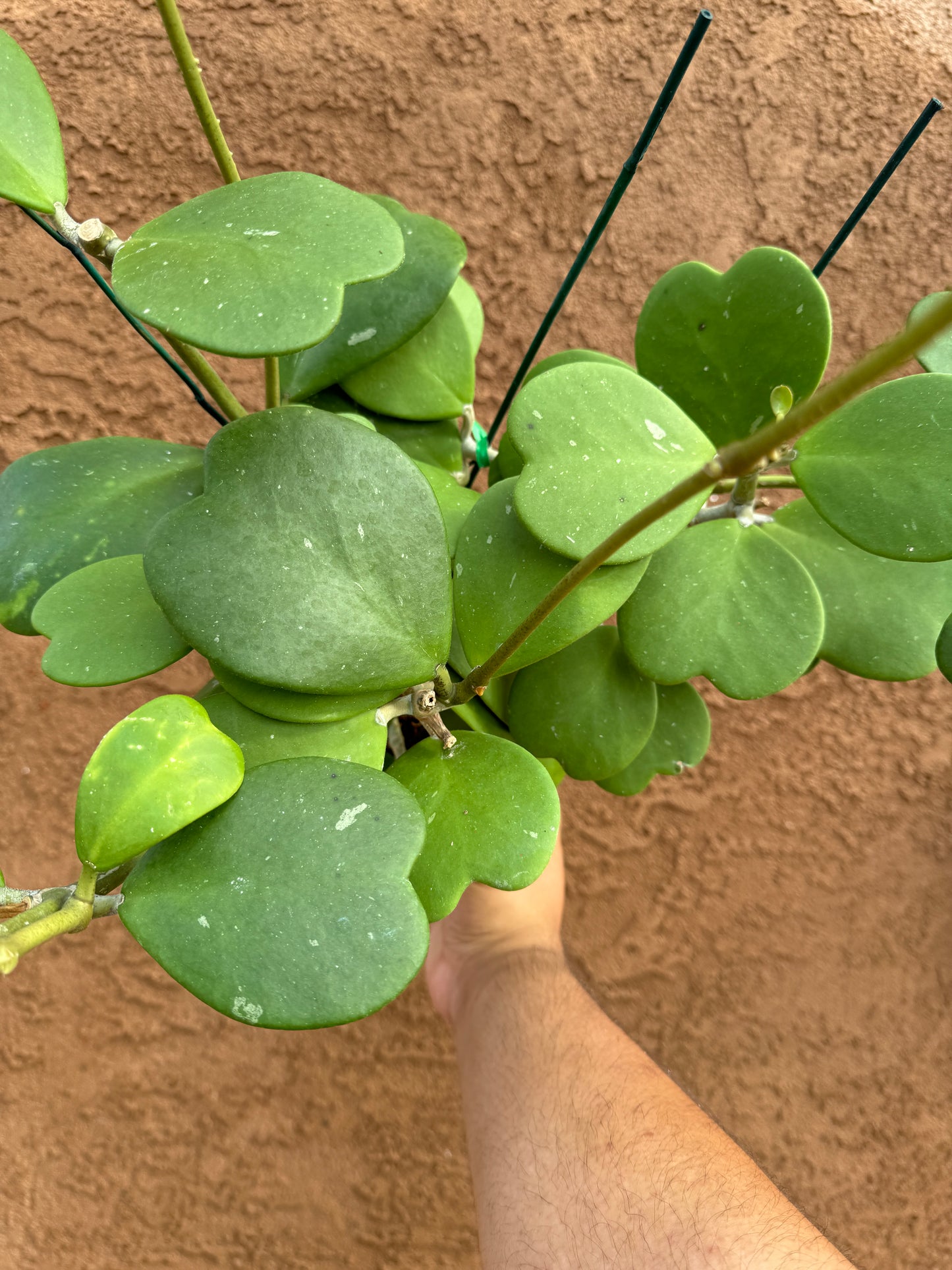 Hoya Kerrii (Hoya Sweetheart)