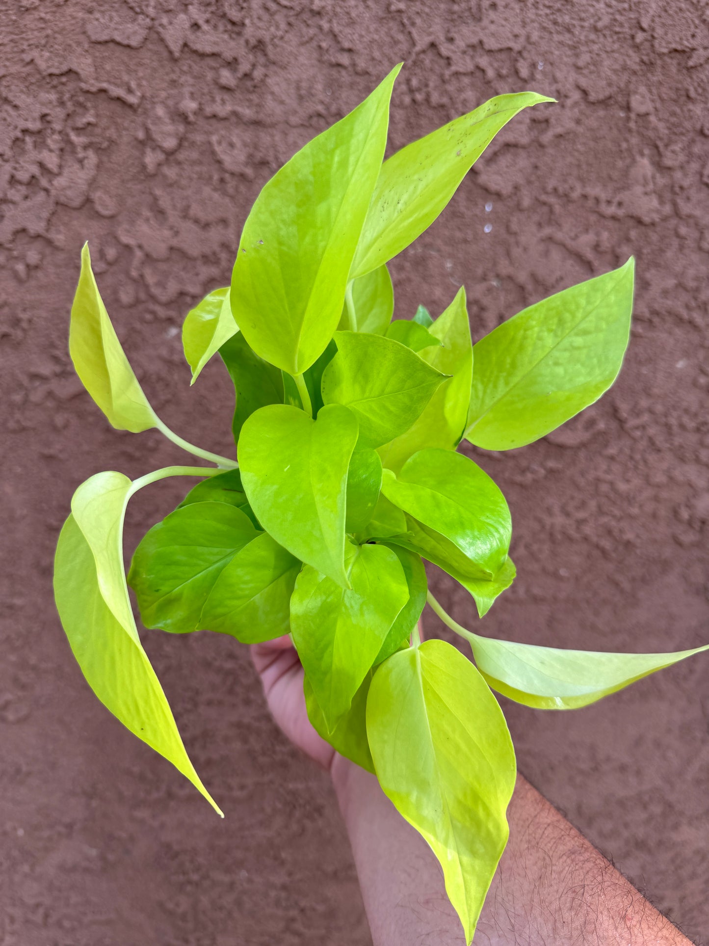 Pothos Neon