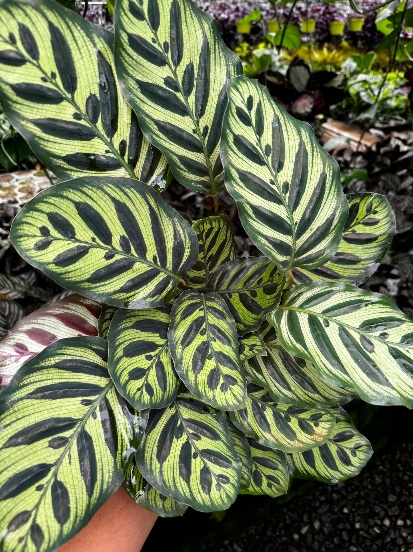 Peacock Calathea 4” (Calathea Makoyana)