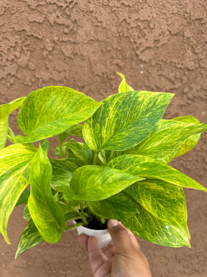 Neon Queen Pothos