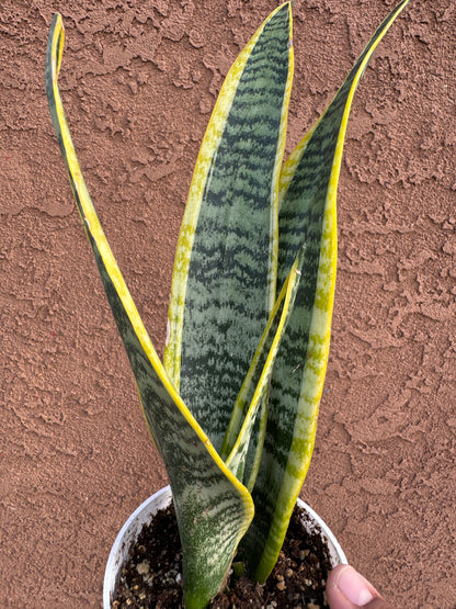 Snake Plant 'Laurentii'