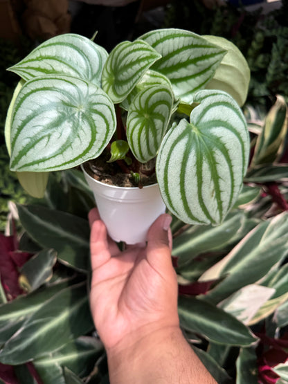 Peperomia Watermelon (Peperomia argyreia)