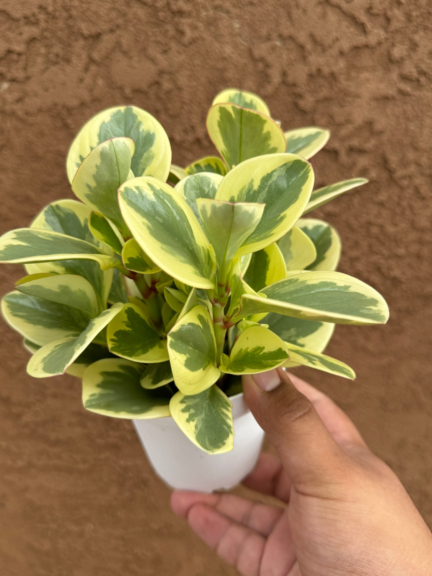 Peperomia Optipan Bicolor