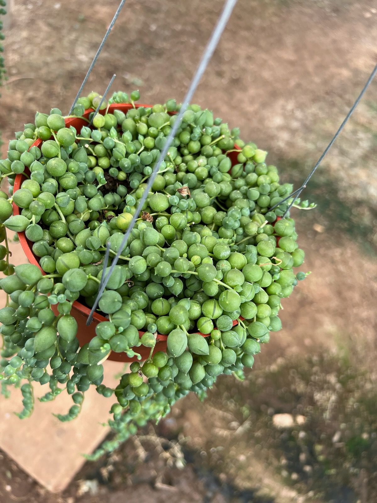 String Of Pearls (Senecio Rowleyanus)