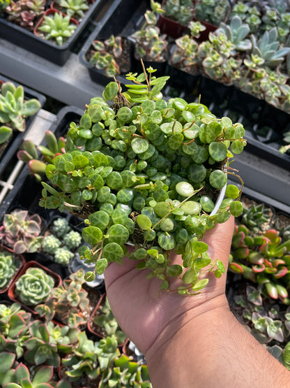 String Of Turtles (Peperomia Prostrata)