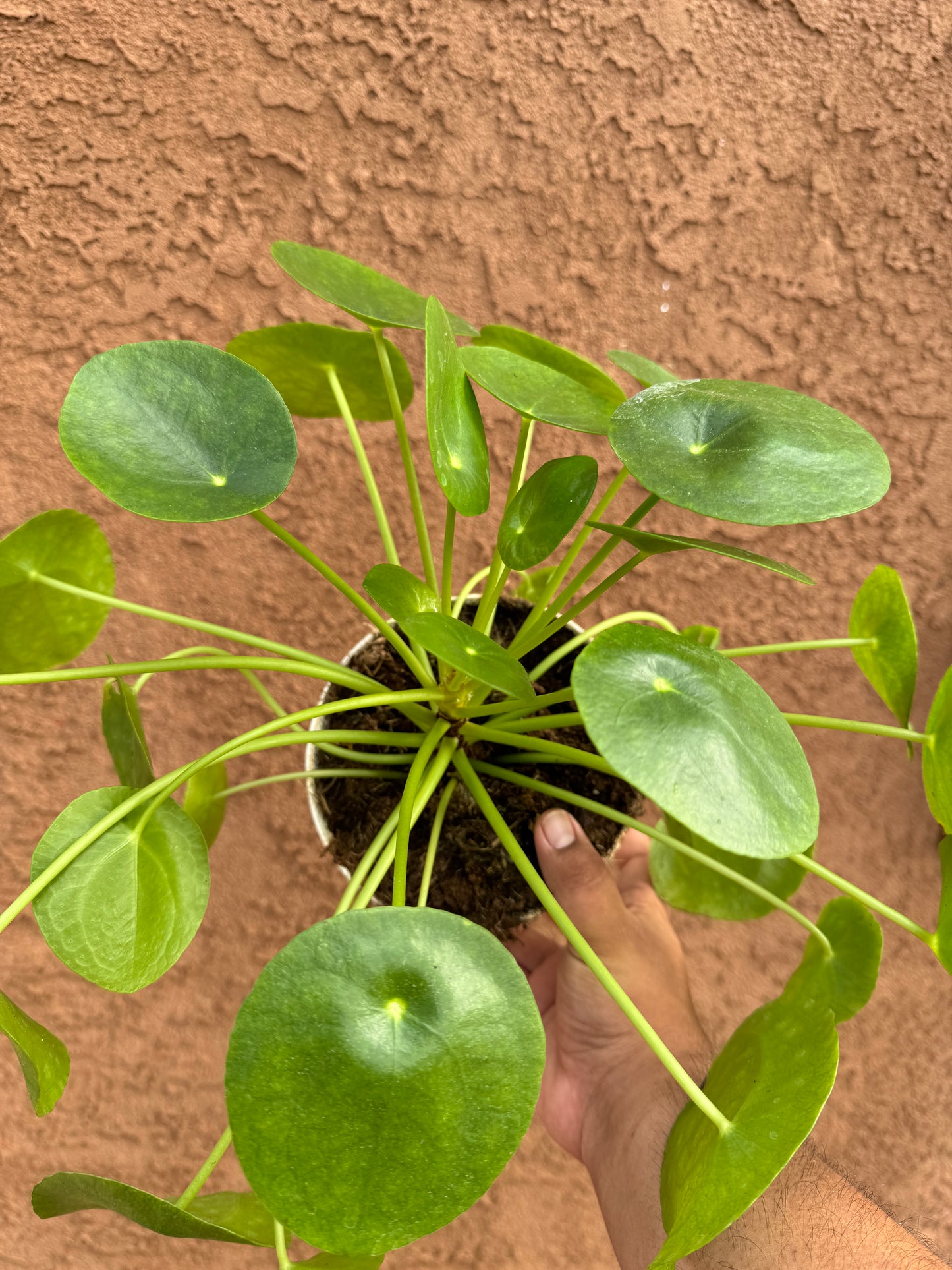 Chinese Money Plant