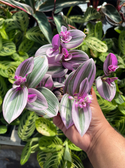 Tradescantia Nanouk (Pink Wandering Dude)