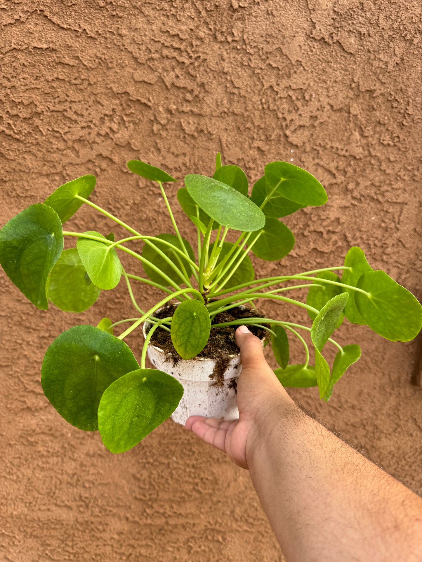 Chinese Money Plant