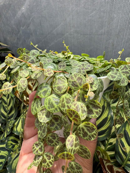 String Of Turtles (Peperomia Prostrata)