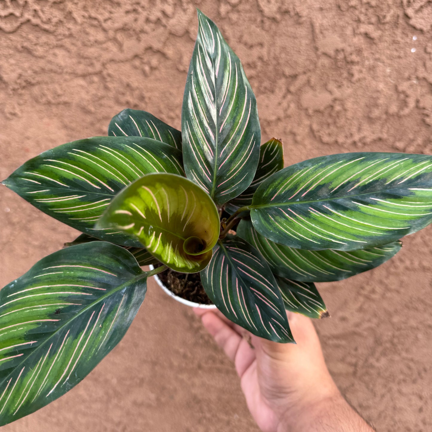 Calathea Beauty Star