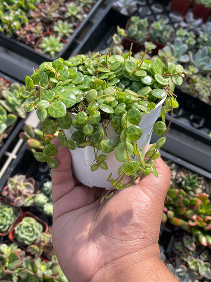 String Of Turtles (Peperomia Prostrata)