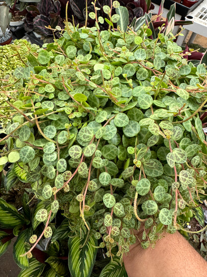 String Of Turtles (Peperomia Prostrata)