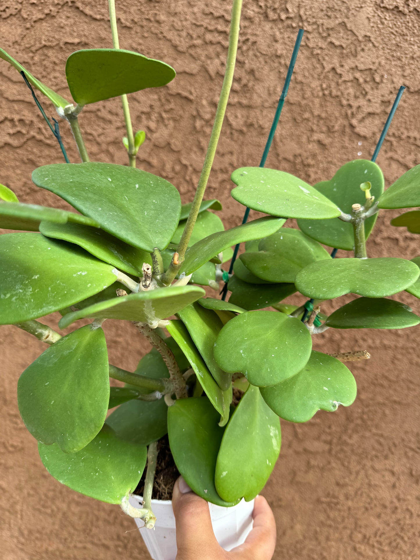 Hoya Kerrii (Hoya Sweetheart)