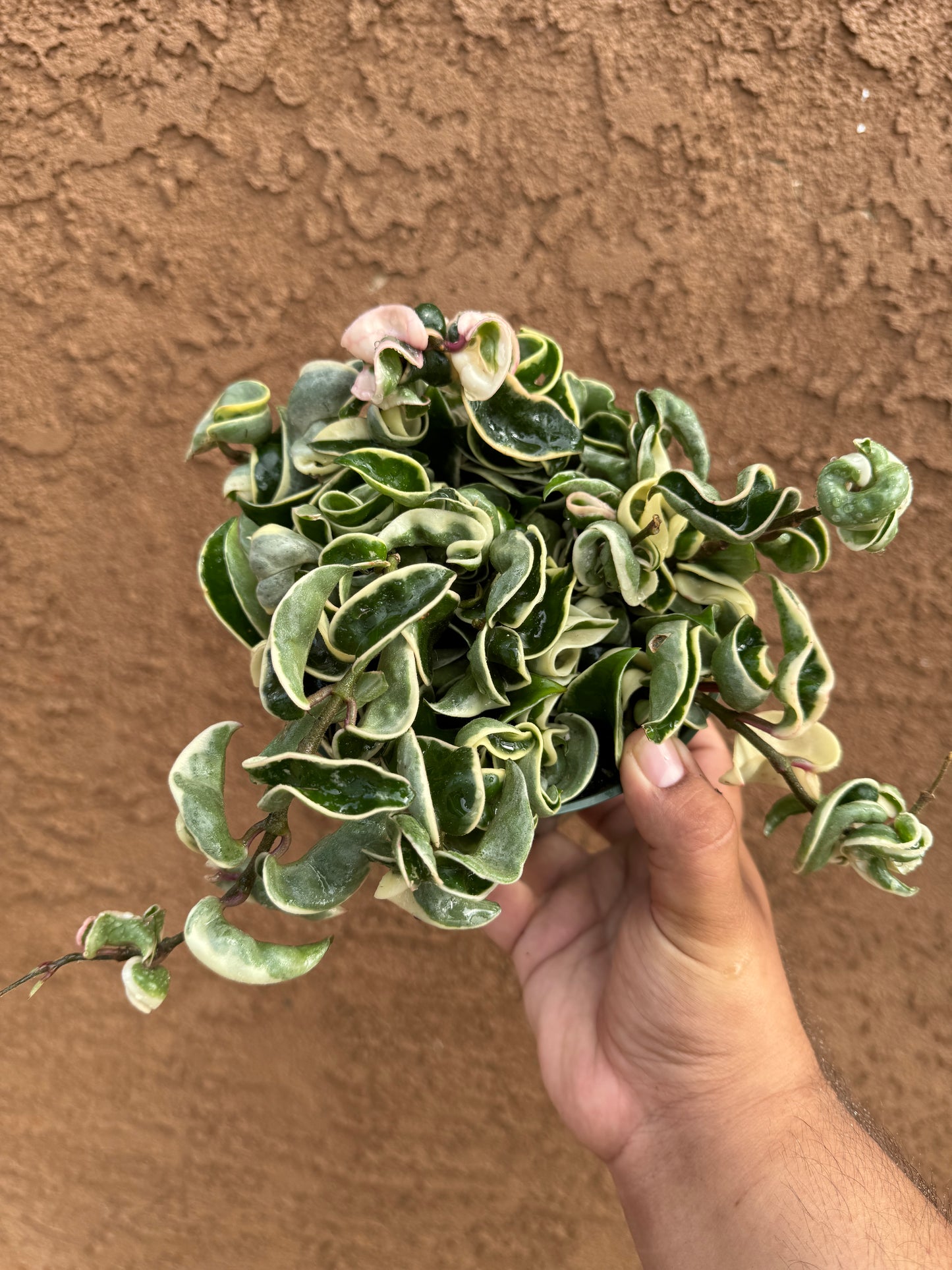 Variegated Hoya Hindu Rope