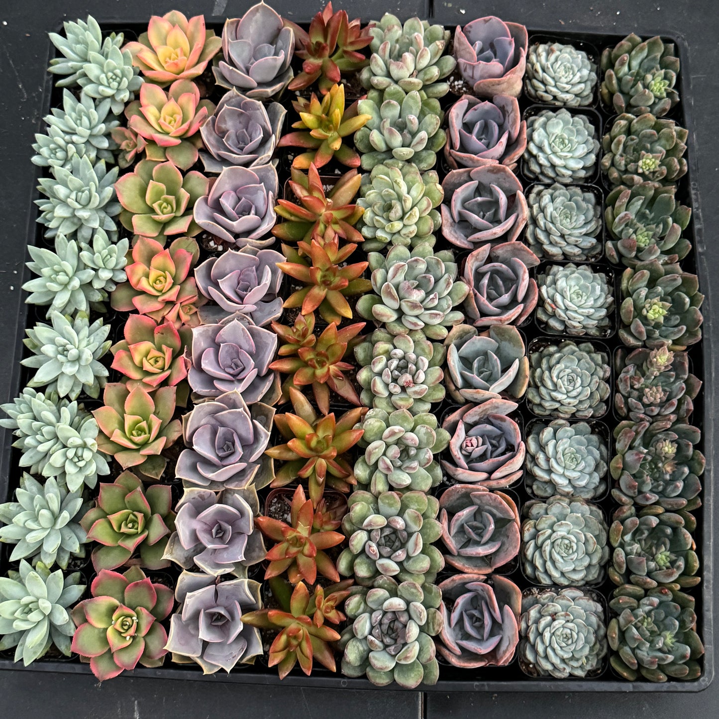 Assorted Mini Succulents