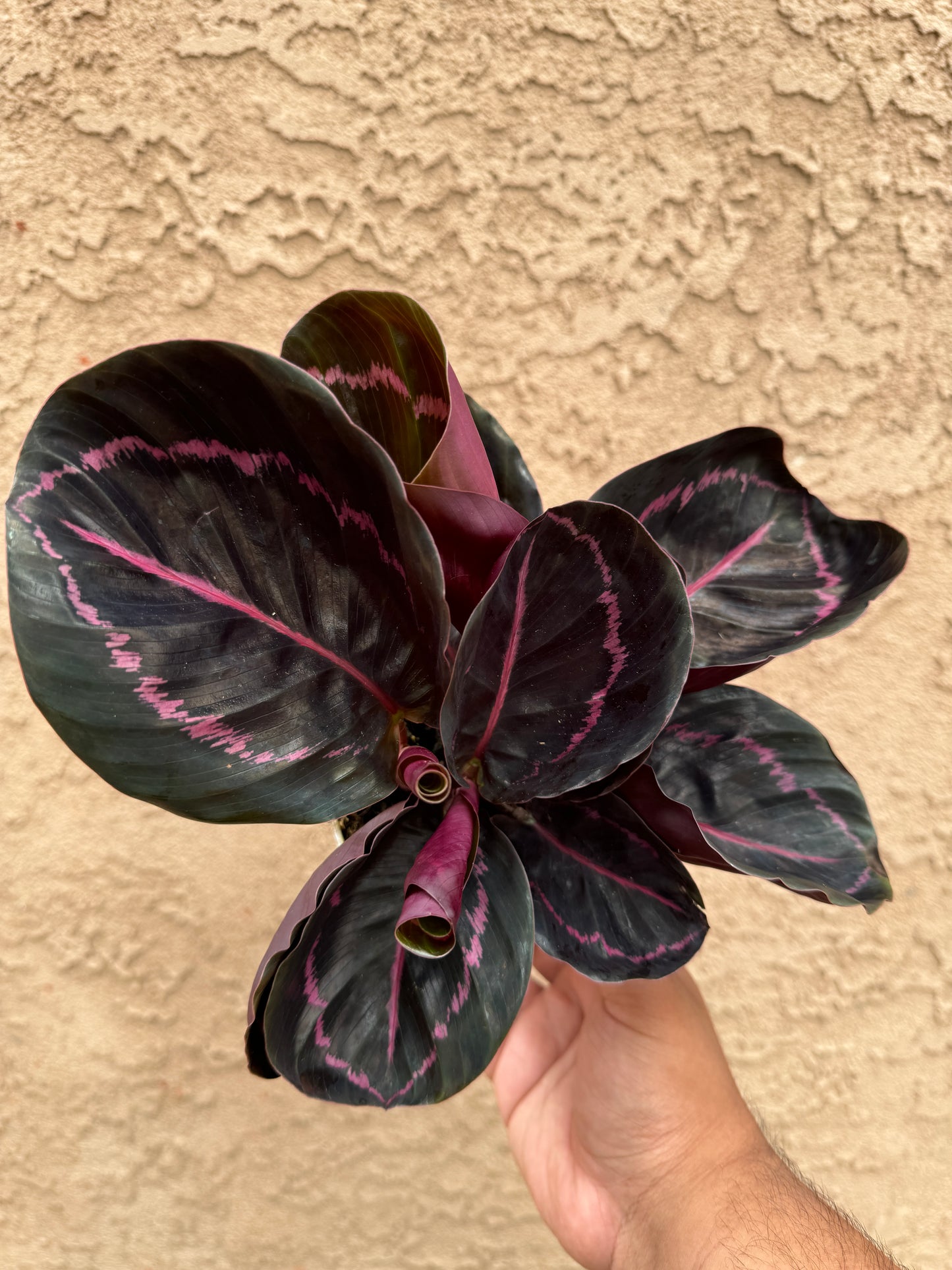 Calathea Dottie (Calathea 'Black Rose')