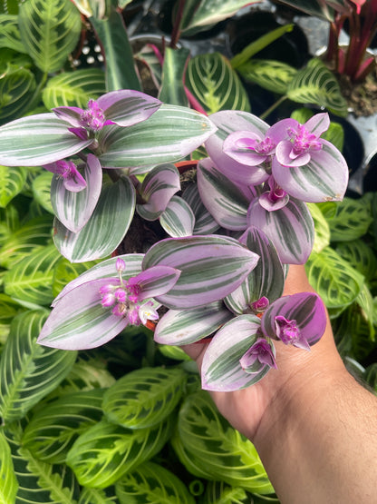 Tradescantia Nanouk (Pink Wandering Dude)