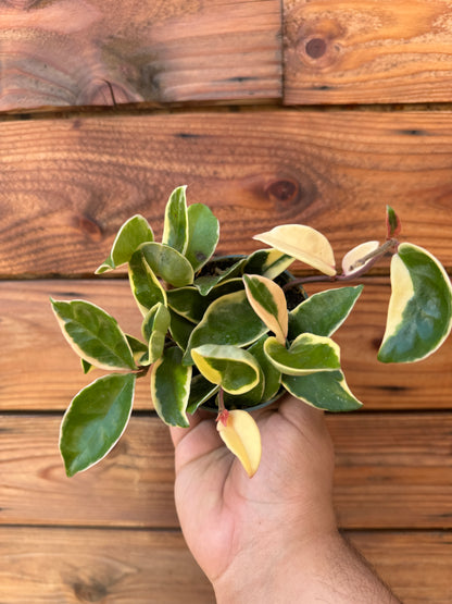 Assorted Hoya Bundle Box