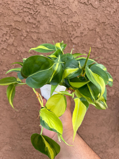 Philodendron Brasil