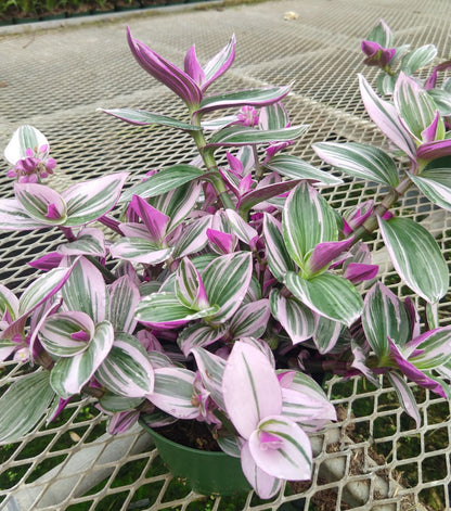 Tradescantia Nanouk (Pink Wandering Dude)