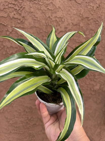 Dracaena Malaika Dragon