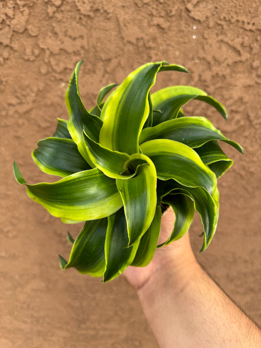 Dracaena Tornado Dragon