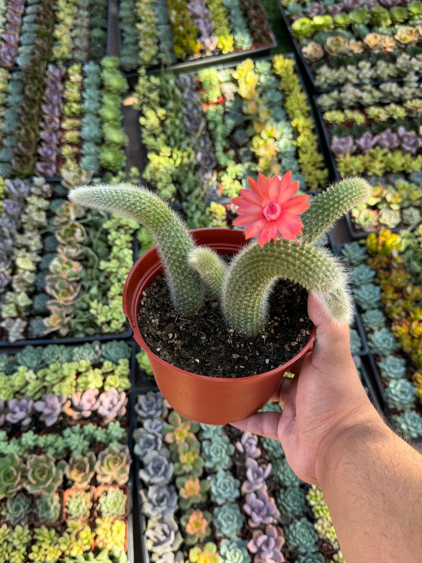 Monkey Tail Cactus (Soft Cactus)