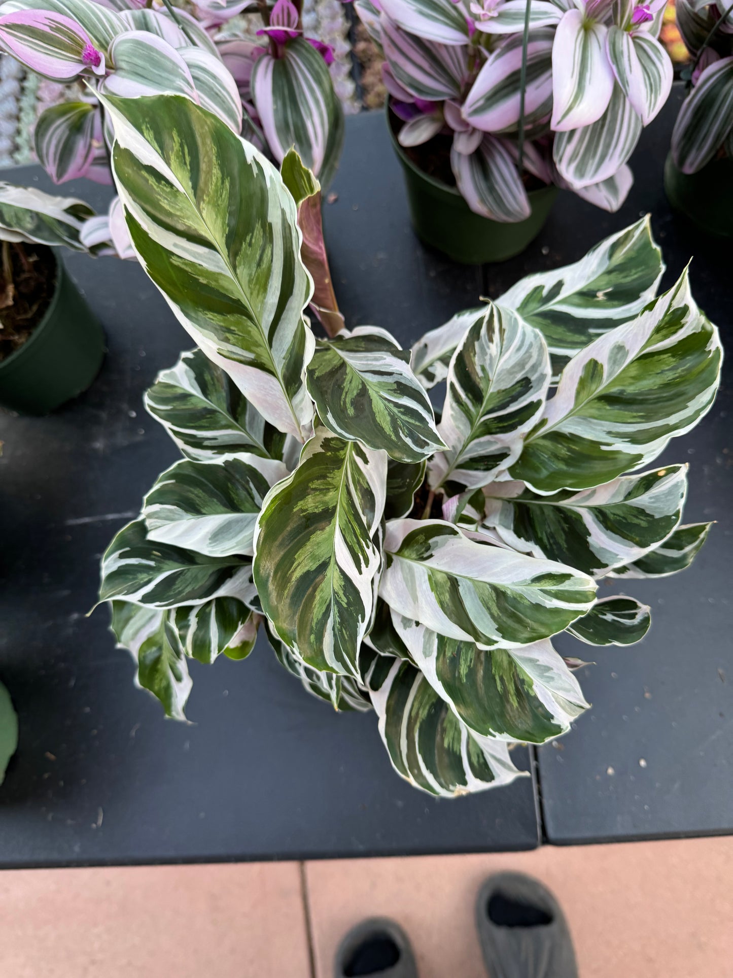 Calathea White Fusion