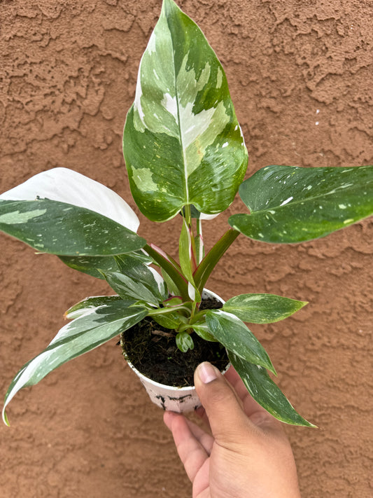 White Princess Philodendron 4”