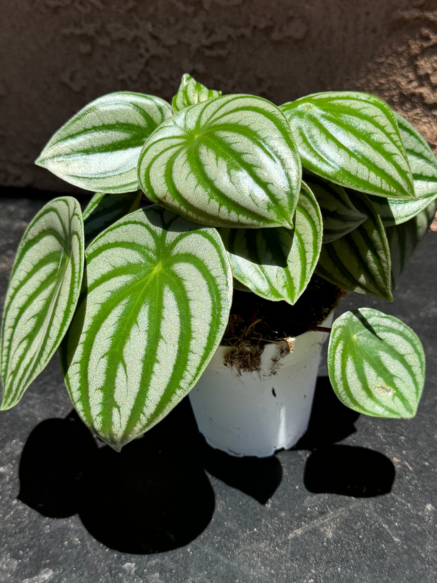 Peperomia Watermelon (Peperomia argyreia)