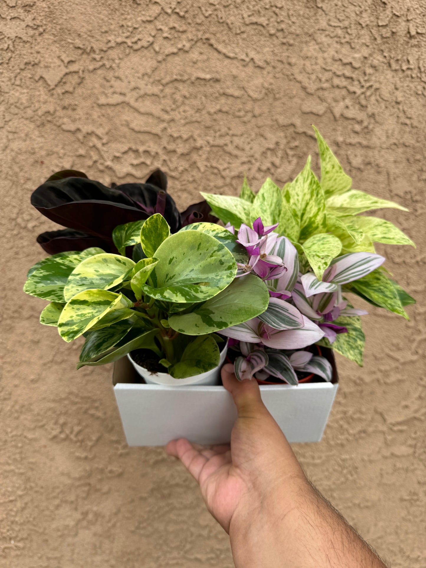 House Plant Mystery Box 4 Pack