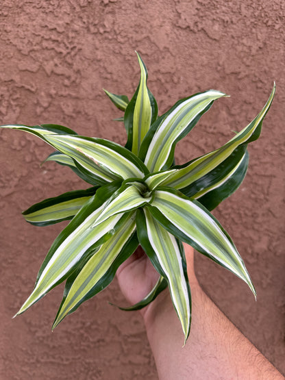 Dracaena Malaika Dragon