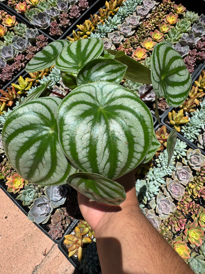 Peperomia Watermelon (Peperomia argyreia)