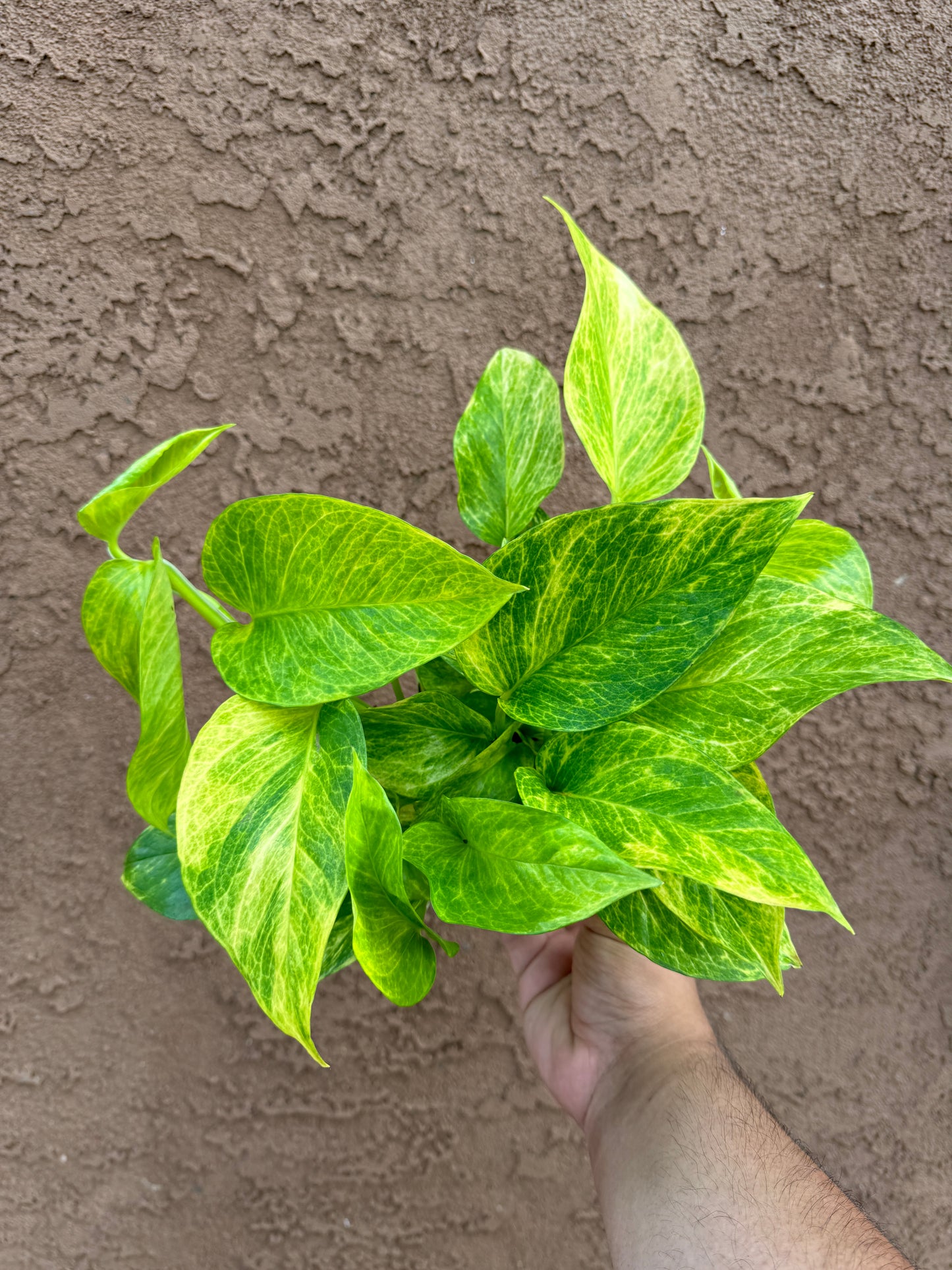 Neon Queen Pothos