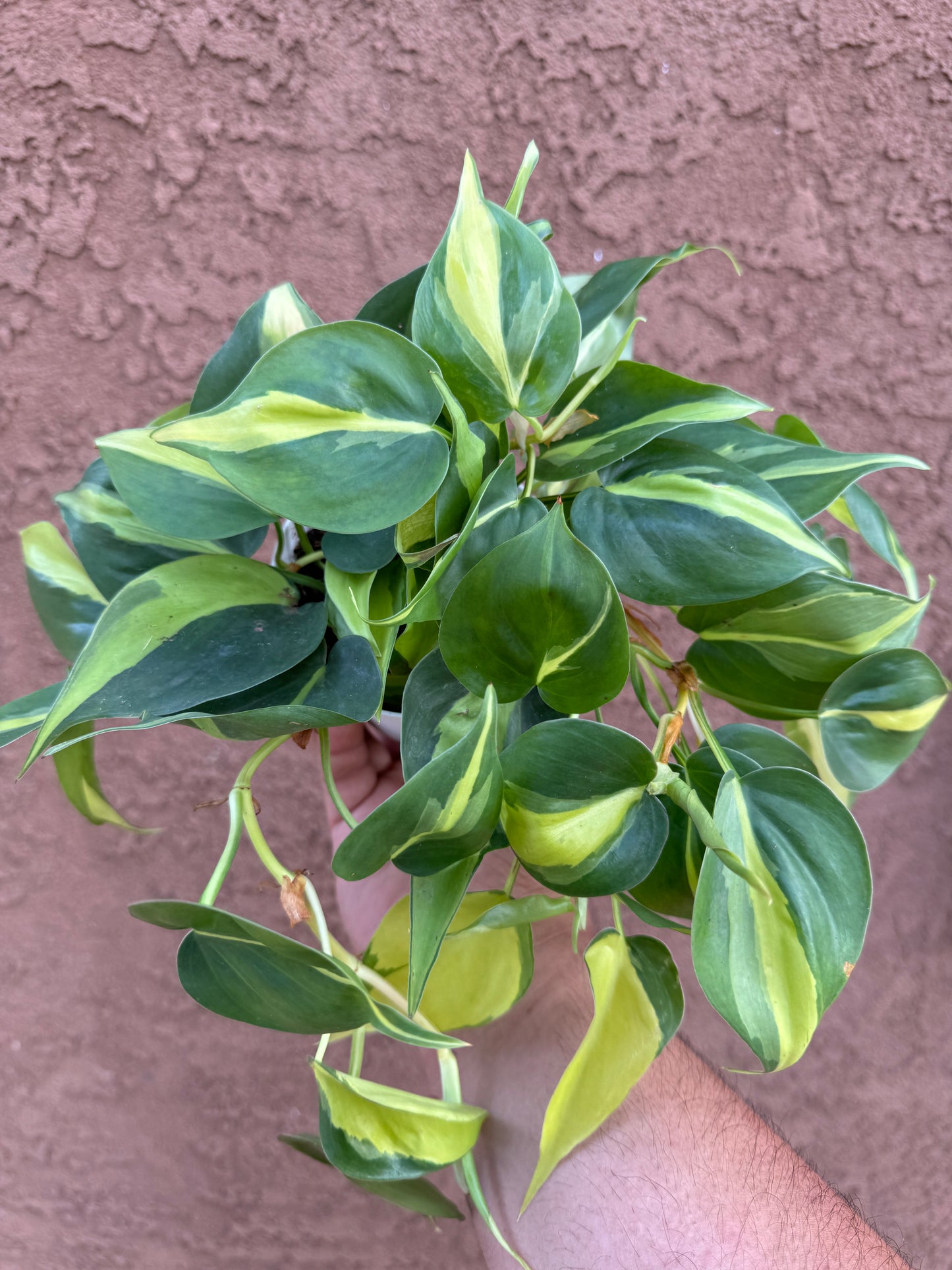 Philodendron Brasil