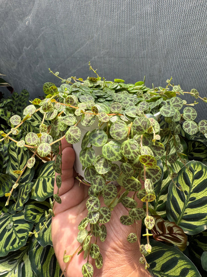 String Of Turtles (Peperomia Prostrata)