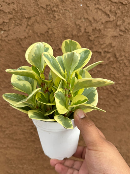 Peperomia Optipan Bicolor