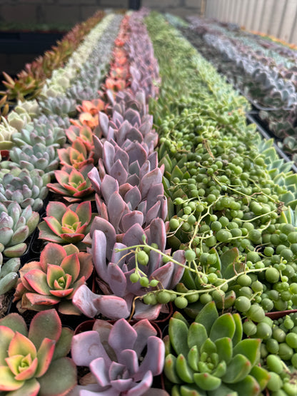 Assorted Mini Succulents