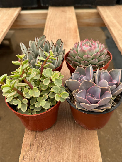 Assorted 4 Inch Succulents