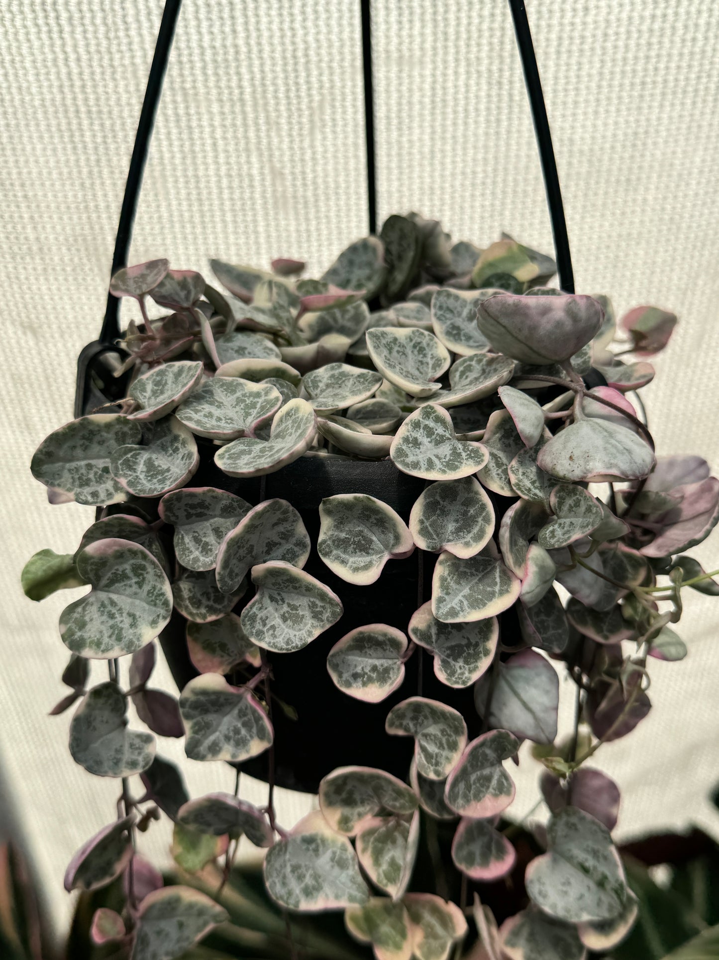 Variegated String Of Hearts (Ceropegia Woodii f. Variegata)