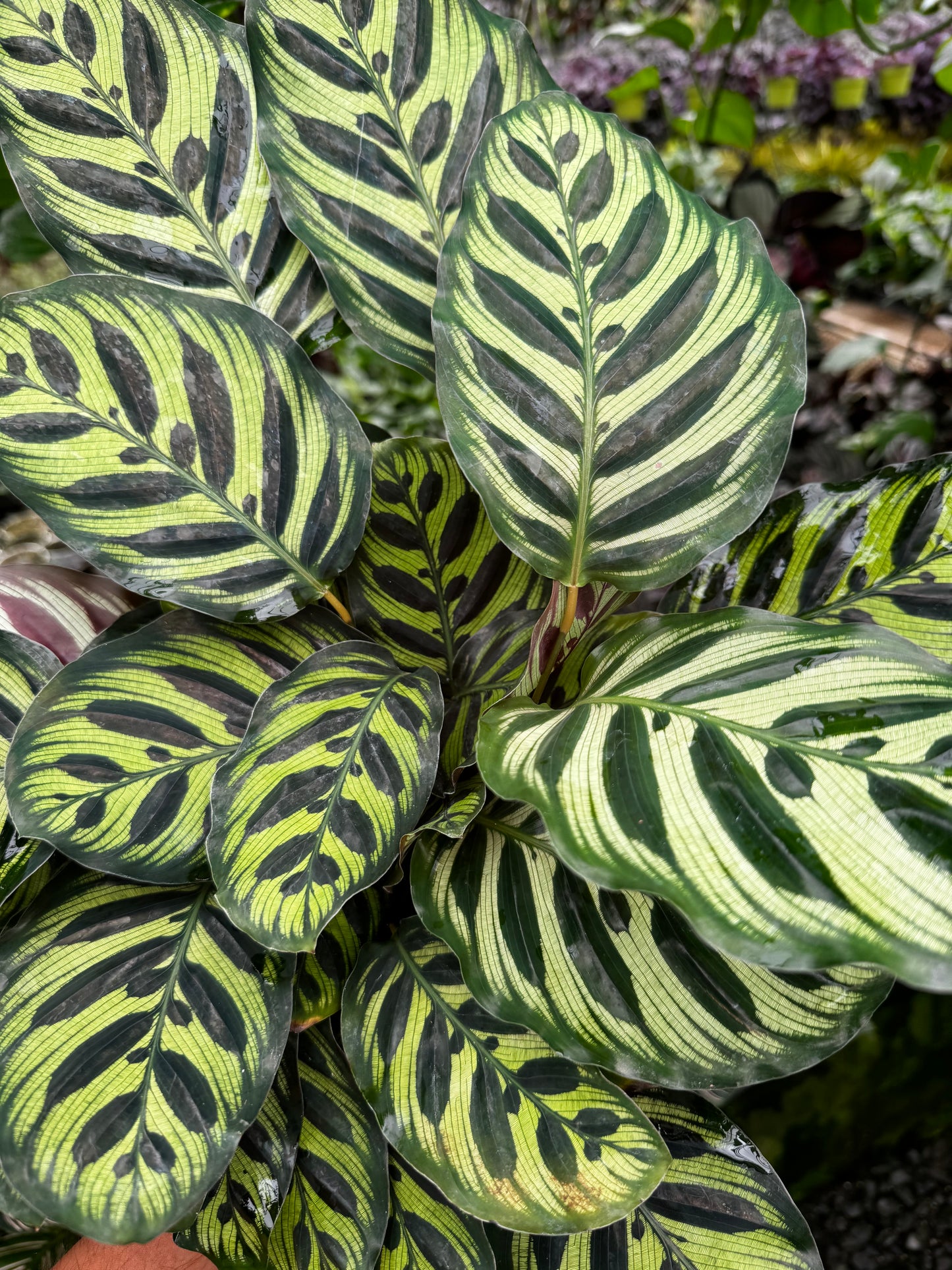 Peacock Calathea 4” (Calathea Makoyana)