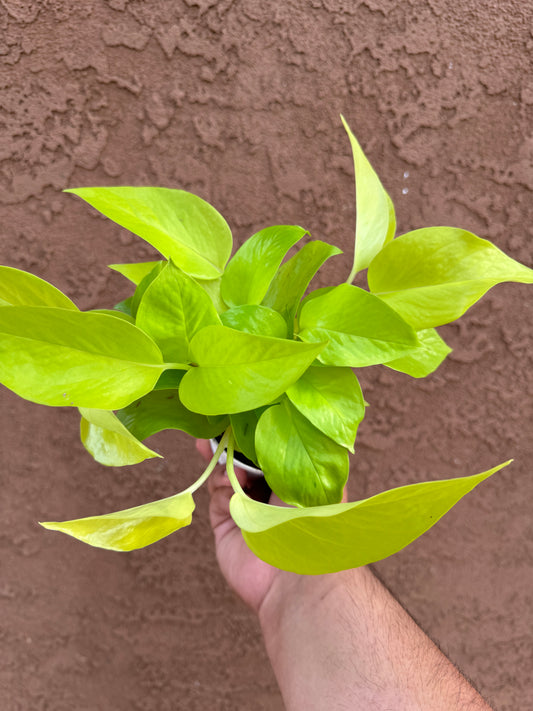 Pothos Neon